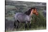 Wild Horse in Theodore Roosevelt National Park, North Dakota, Usa-Chuck Haney-Stretched Canvas