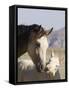 Wild Horse Mustang, Cremello Colt Nibbling at Yearling Filly, Mccullough Peaks, Wyoming, USA-Carol Walker-Framed Stretched Canvas