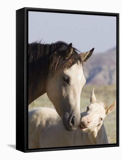 Wild Horse Mustang, Cremello Colt Nibbling at Yearling Filly, Mccullough Peaks, Wyoming, USA-Carol Walker-Framed Stretched Canvas
