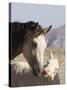 Wild Horse Mustang, Cremello Colt Nibbling at Yearling Filly, Mccullough Peaks, Wyoming, USA-Carol Walker-Stretched Canvas