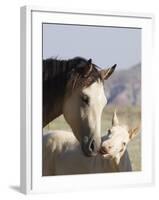Wild Horse Mustang, Cremello Colt Nibbling at Yearling Filly, Mccullough Peaks, Wyoming, USA-Carol Walker-Framed Photographic Print