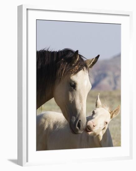 Wild Horse Mustang, Cremello Colt Nibbling at Yearling Filly, Mccullough Peaks, Wyoming, USA-Carol Walker-Framed Photographic Print