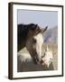 Wild Horse Mustang, Cremello Colt Nibbling at Yearling Filly, Mccullough Peaks, Wyoming, USA-Carol Walker-Framed Photographic Print