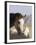 Wild Horse Mustang, Cremello Colt Nibbling at Yearling Filly, Mccullough Peaks, Wyoming, USA-Carol Walker-Framed Photographic Print