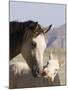 Wild Horse Mustang, Cremello Colt Nibbling at Yearling Filly, Mccullough Peaks, Wyoming, USA-Carol Walker-Mounted Photographic Print