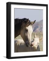 Wild Horse Mustang, Cremello Colt Nibbling at Yearling Filly, Mccullough Peaks, Wyoming, USA-Carol Walker-Framed Photographic Print