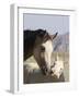 Wild Horse Mustang, Cremello Colt Nibbling at Yearling Filly, Mccullough Peaks, Wyoming, USA-Carol Walker-Framed Photographic Print