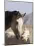 Wild Horse Mustang, Cremello Colt Nibbling at Yearling Filly, Mccullough Peaks, Wyoming, USA-Carol Walker-Mounted Photographic Print