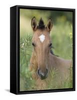 Wild Horse Mustang, Dun Filly Lying Down, Pryor Mountains, Montana, USA-Carol Walker-Framed Stretched Canvas