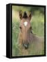 Wild Horse Mustang, Dun Filly Lying Down, Pryor Mountains, Montana, USA-Carol Walker-Framed Stretched Canvas