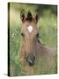 Wild Horse Mustang, Dun Filly Lying Down, Pryor Mountains, Montana, USA-Carol Walker-Stretched Canvas