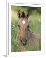 Wild Horse Mustang, Dun Filly Lying Down, Pryor Mountains, Montana, USA-Carol Walker-Framed Premium Photographic Print