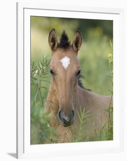 Wild Horse Mustang, Dun Filly Lying Down, Pryor Mountains, Montana, USA-Carol Walker-Framed Premium Photographic Print