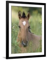 Wild Horse Mustang, Dun Filly Lying Down, Pryor Mountains, Montana, USA-Carol Walker-Framed Premium Photographic Print