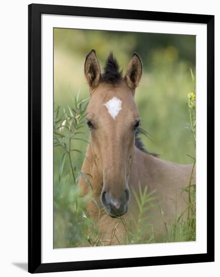 Wild Horse Mustang, Dun Filly Lying Down, Pryor Mountains, Montana, USA-Carol Walker-Framed Premium Photographic Print