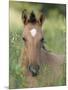 Wild Horse Mustang, Dun Filly Lying Down, Pryor Mountains, Montana, USA-Carol Walker-Mounted Premium Photographic Print