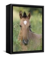 Wild Horse Mustang, Dun Filly Lying Down, Pryor Mountains, Montana, USA-Carol Walker-Framed Stretched Canvas