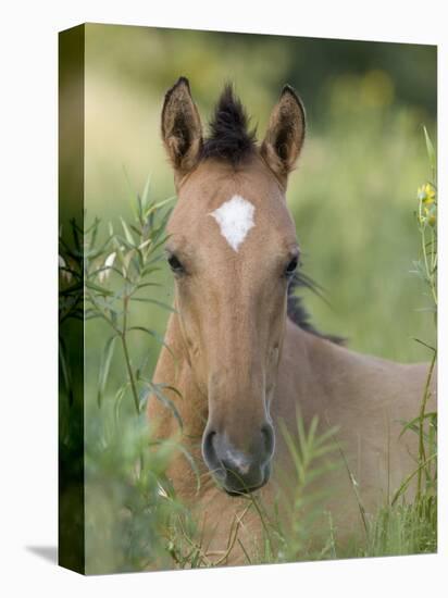 Wild Horse Mustang, Dun Filly Lying Down, Pryor Mountains, Montana, USA-Carol Walker-Stretched Canvas