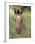 Wild Horse Mustang, Dun Filly Lying Down, Pryor Mountains, Montana, USA-Carol Walker-Framed Photographic Print