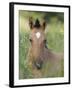 Wild Horse Mustang, Dun Filly Lying Down, Pryor Mountains, Montana, USA-Carol Walker-Framed Photographic Print