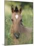 Wild Horse Mustang, Dun Filly Lying Down, Pryor Mountains, Montana, USA-Carol Walker-Mounted Photographic Print
