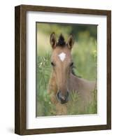 Wild Horse Mustang, Dun Filly Lying Down, Pryor Mountains, Montana, USA-Carol Walker-Framed Photographic Print