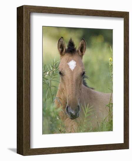 Wild Horse Mustang, Dun Filly Lying Down, Pryor Mountains, Montana, USA-Carol Walker-Framed Photographic Print