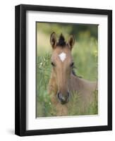 Wild Horse Mustang, Dun Filly Lying Down, Pryor Mountains, Montana, USA-Carol Walker-Framed Photographic Print