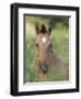 Wild Horse Mustang, Dun Filly Lying Down, Pryor Mountains, Montana, USA-Carol Walker-Framed Photographic Print