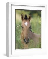 Wild Horse Mustang, Dun Filly Lying Down, Pryor Mountains, Montana, USA-Carol Walker-Framed Photographic Print