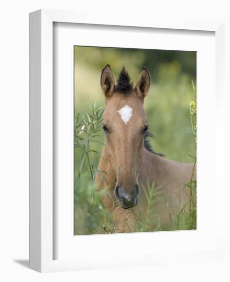 Wild Horse Mustang, Dun Filly Lying Down, Pryor Mountains, Montana, USA-Carol Walker-Framed Photographic Print