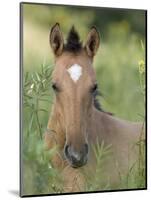 Wild Horse Mustang, Dun Filly Lying Down, Pryor Mountains, Montana, USA-Carol Walker-Mounted Photographic Print