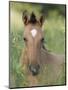 Wild Horse Mustang, Dun Filly Lying Down, Pryor Mountains, Montana, USA-Carol Walker-Mounted Photographic Print