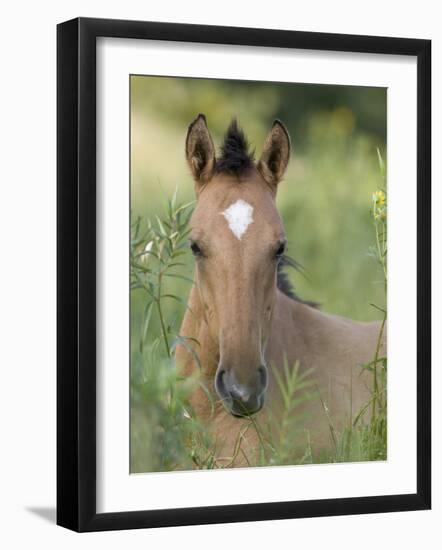 Wild Horse Mustang, Dun Filly Lying Down, Pryor Mountains, Montana, USA-Carol Walker-Framed Photographic Print