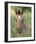 Wild Horse Mustang, Dun Filly Lying Down, Pryor Mountains, Montana, USA-Carol Walker-Framed Photographic Print