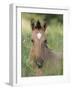 Wild Horse Mustang, Dun Filly Lying Down, Pryor Mountains, Montana, USA-Carol Walker-Framed Photographic Print