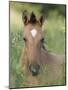 Wild Horse Mustang, Dun Filly Lying Down, Pryor Mountains, Montana, USA-Carol Walker-Mounted Photographic Print