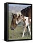 Wild Horse Mustang in Mccullough Peaks, Wyoming, USA-Carol Walker-Framed Stretched Canvas