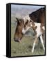 Wild Horse Mustang in Mccullough Peaks, Wyoming, USA-Carol Walker-Framed Stretched Canvas