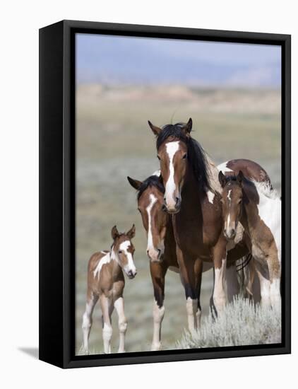 Wild Horse Mustang in Mccullough Peaks, Wyoming, USA-Carol Walker-Framed Stretched Canvas