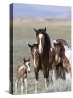 Wild Horse Mustang in Mccullough Peaks, Wyoming, USA-Carol Walker-Stretched Canvas