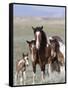 Wild Horse Mustang in Mccullough Peaks, Wyoming, USA-Carol Walker-Framed Stretched Canvas