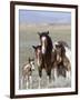 Wild Horse Mustang in Mccullough Peaks, Wyoming, USA-Carol Walker-Framed Premium Photographic Print