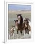 Wild Horse Mustang in Mccullough Peaks, Wyoming, USA-Carol Walker-Framed Premium Photographic Print