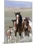 Wild Horse Mustang in Mccullough Peaks, Wyoming, USA-Carol Walker-Mounted Premium Photographic Print