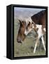 Wild Horse Mustang in Mccullough Peaks, Wyoming, USA-Carol Walker-Framed Stretched Canvas