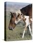 Wild Horse Mustang in Mccullough Peaks, Wyoming, USA-Carol Walker-Stretched Canvas