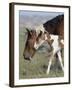 Wild Horse Mustang in Mccullough Peaks, Wyoming, USA-Carol Walker-Framed Photographic Print