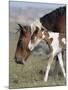 Wild Horse Mustang in Mccullough Peaks, Wyoming, USA-Carol Walker-Mounted Photographic Print