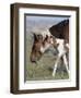 Wild Horse Mustang in Mccullough Peaks, Wyoming, USA-Carol Walker-Framed Photographic Print